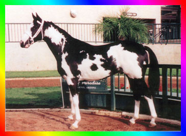 Black Sabino Frame Overo 
				Thoroughbred Stallion Double Registered