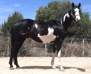 Homozygous Black Frame Sabino Overo
Thoroughbred Stallion Double Registered Jockey Club and APHA